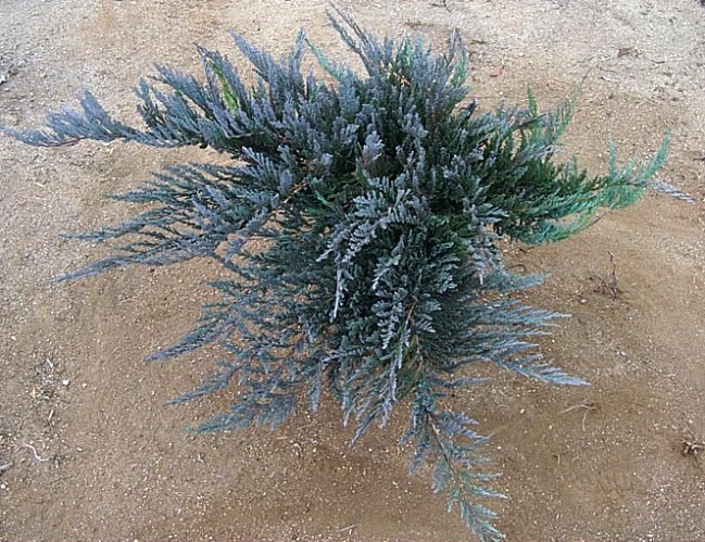Plant photo of: Juniperus horzontalis 'Bar Harbor'