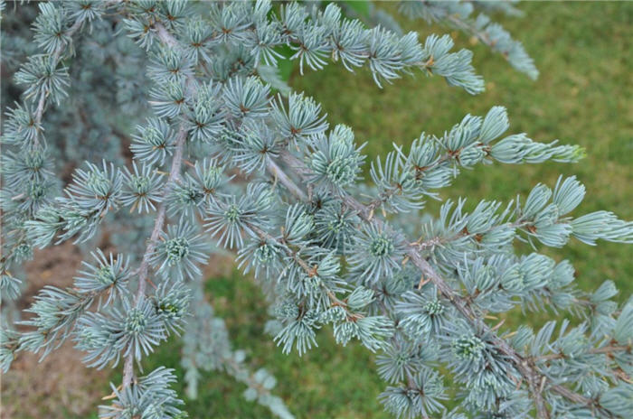 Plant photo of: Cedrus atlantica 'Glauca'