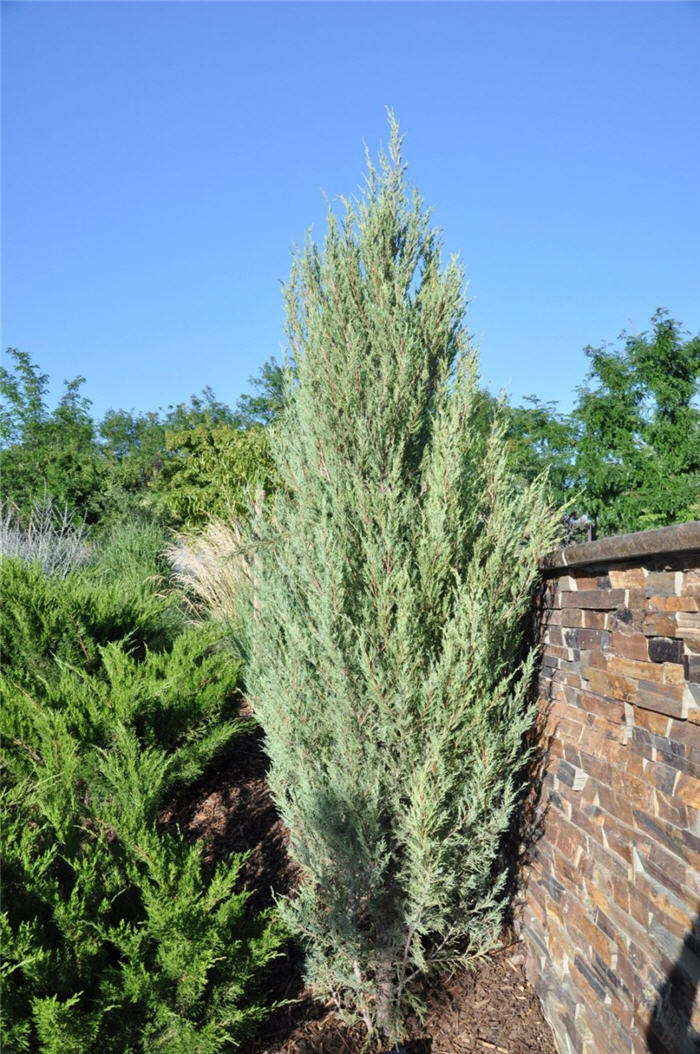 Plant photo of: Juniperus scopulorum 'Skyrocket'