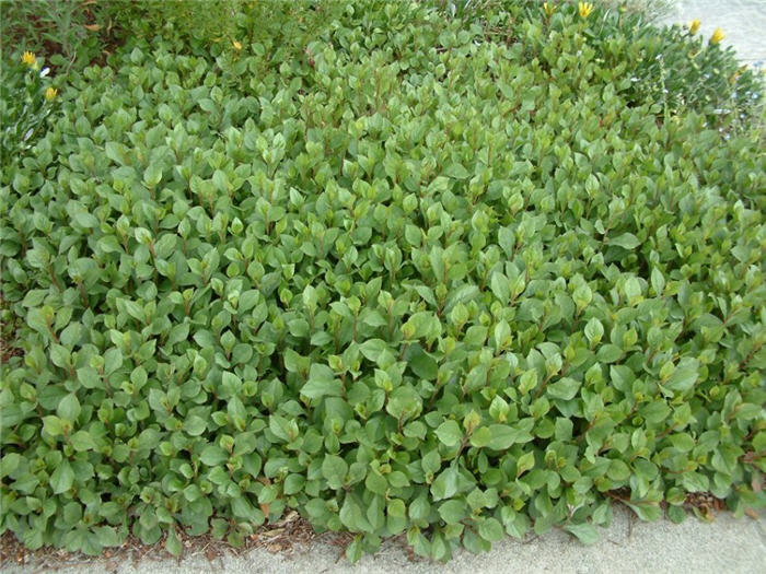 Plant photo of: Ceratostigma plumbaginoides