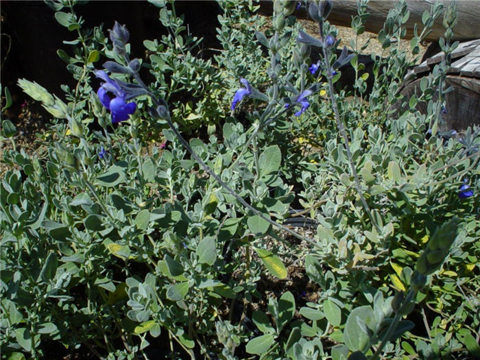 Plant photo of: Salvia chamaedryoides