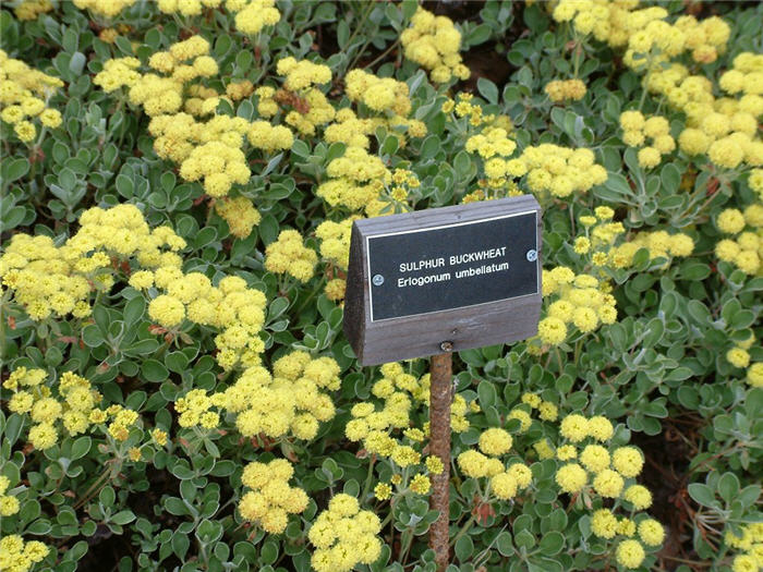 Plant photo of: Eriogonum umbellatum