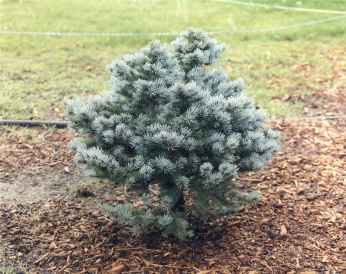 Plant photo of: Picea pungens 'Globosa'