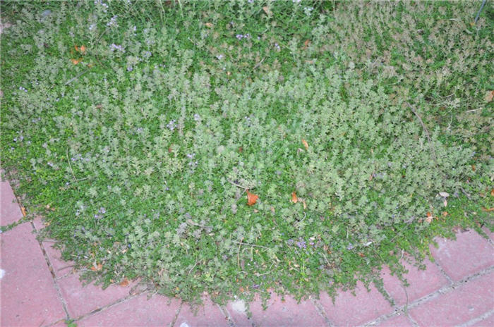 Plant photo of: Thymus praecox arcticus 'Elfin'