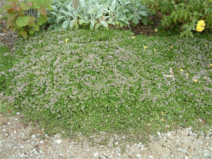 Plant photo of: Thymus praecox ssp. arcticus