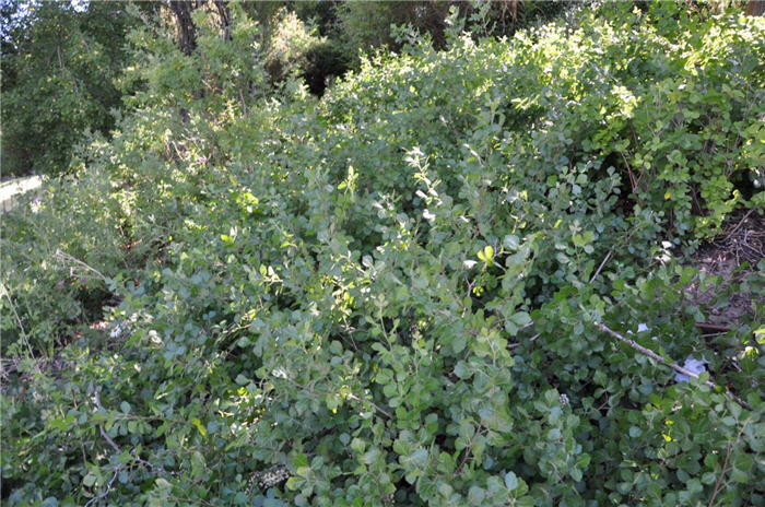 Plant photo of: Rhus aromatica 'Gro-Low'