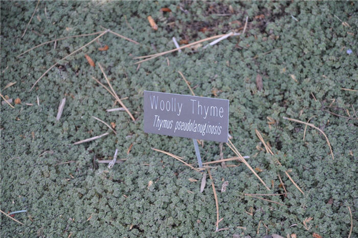 Plant photo of: Thymus pseudolanuginosus