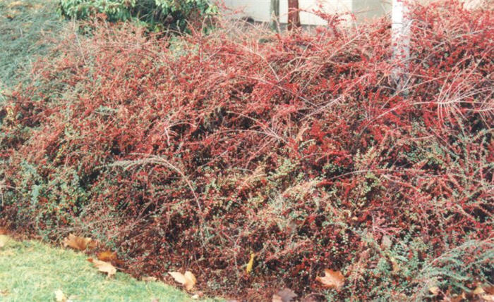 Plant photo of: Cotoneaster horizontalis
