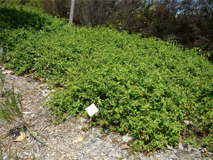 Plant photo of: Lonicera japonica