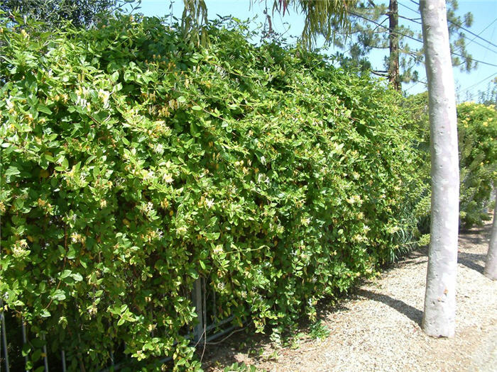 Plant photo of: Lonicera japonica