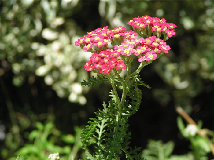 Plant photo of: Achillea millefolium 'Paprika'
