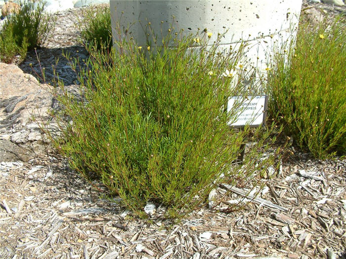 Plant photo of: Coreopsis verticillata