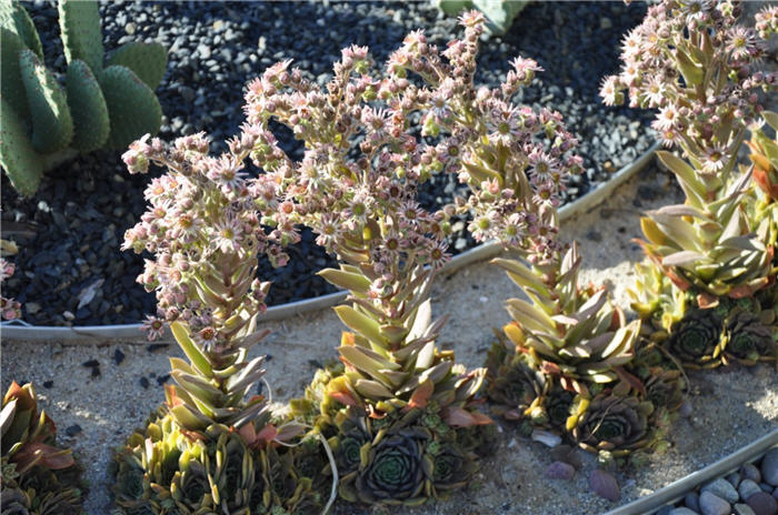 Plant photo of: Sempervivum tectorum
