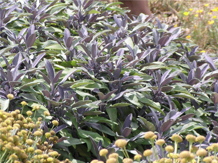Plant photo of: Salvia officinalis 'Purpurascens'