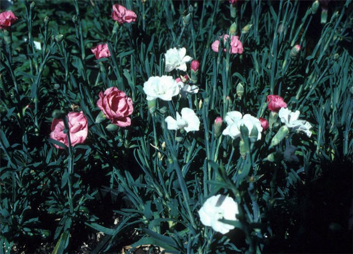 Plant photo of: Dianthus gratianopolitanus