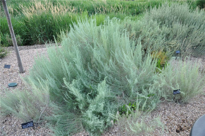 Plant photo of: Artemisia filifolia