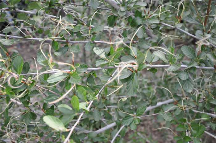 Plant photo of: Cercocarpus montanus