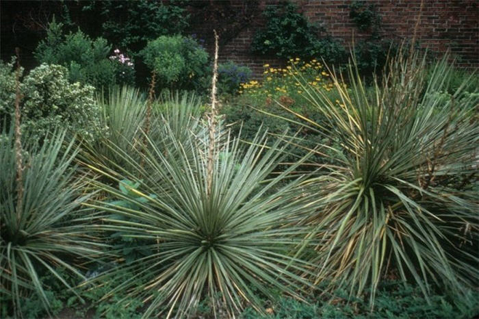 Plant photo of: Yucca filamentosa
