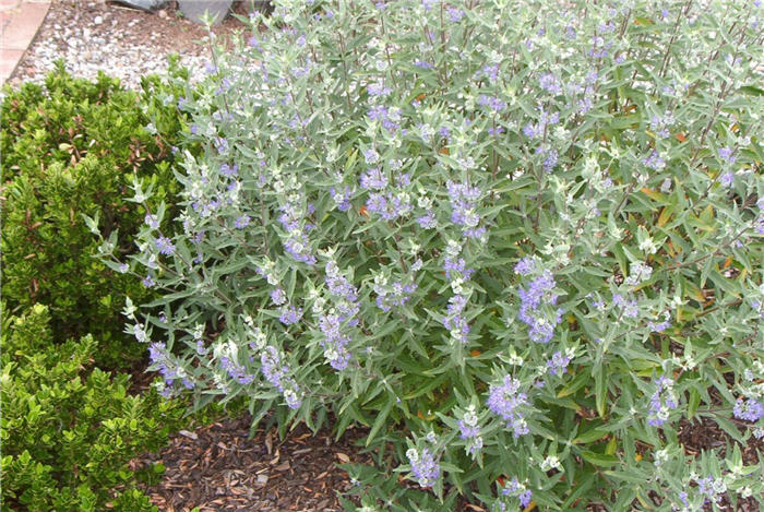 Plant photo of: Caryopteris x clandonensis 'Longwood Blu
