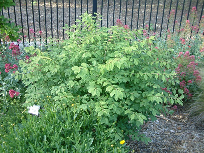 Plant photo of: Euonymus alatus