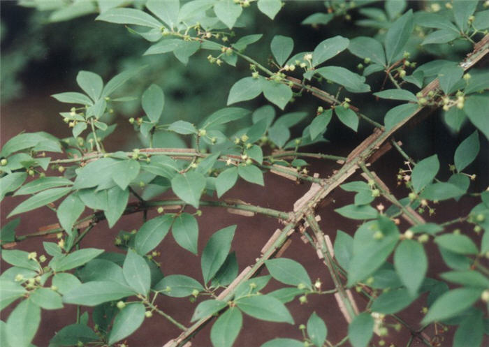 Plant photo of: Euonymus alatus