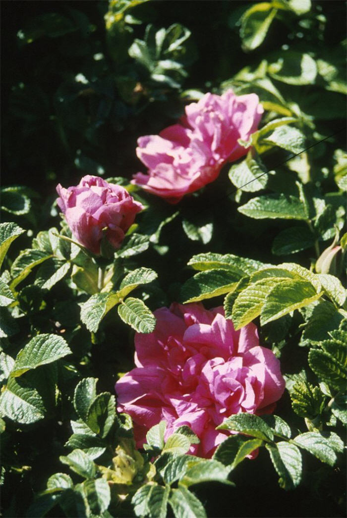 Plant photo of: Rosa rugosa