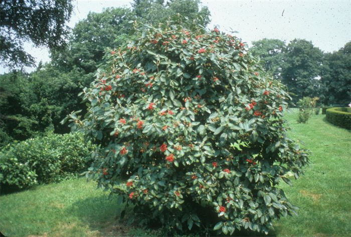 Plant photo of: Viburnum lantana