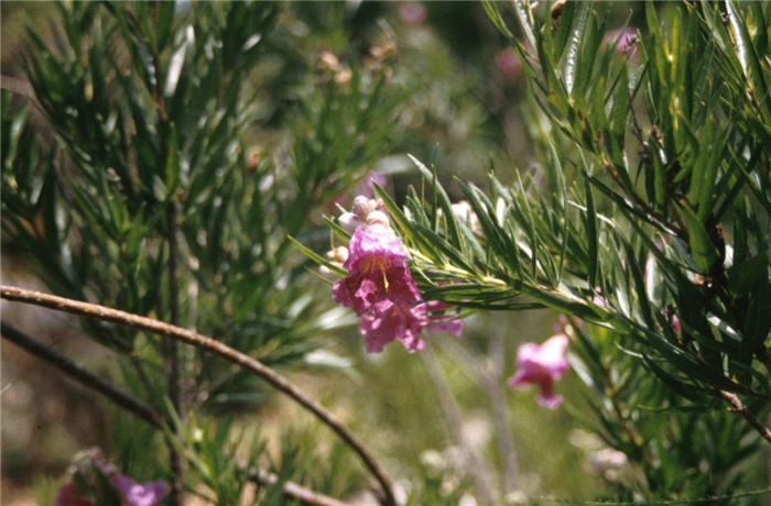 Plant photo of: Chilopsis linearis