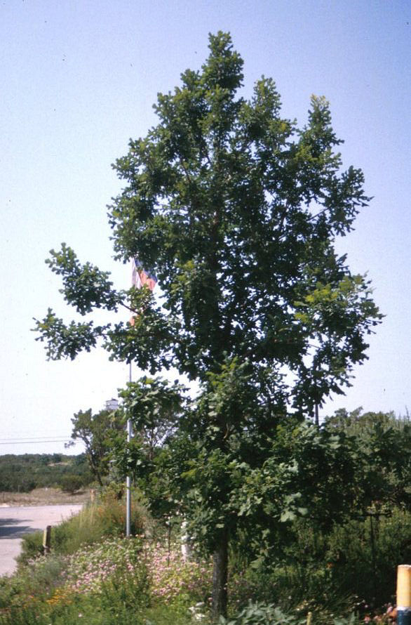 Plant photo of: Quercus macrocarpa