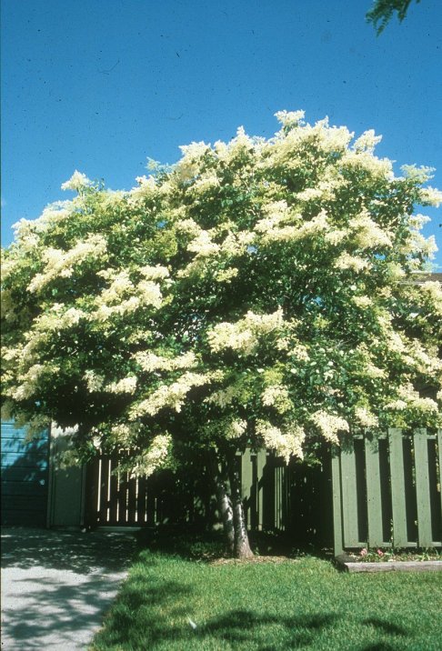 Plant photo of: Syringa reticulata