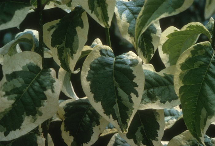 Plant photo of: Syringa reticulata