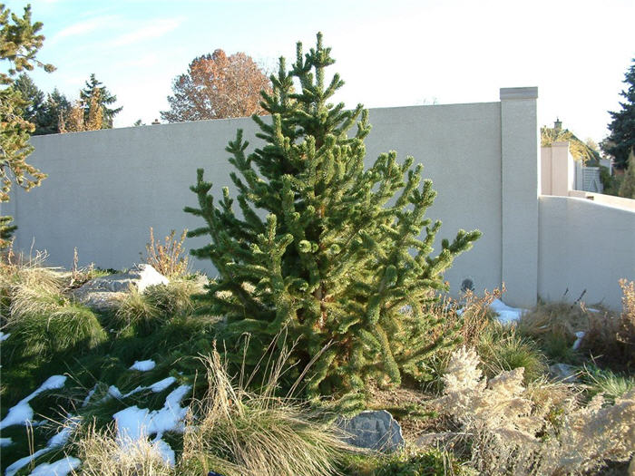 Plant photo of: Pinus aristata