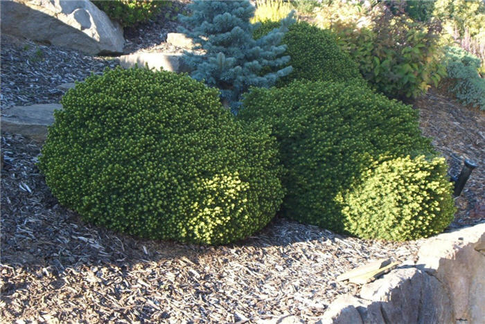 Plant photo of: Picea abies 'Little Gem'