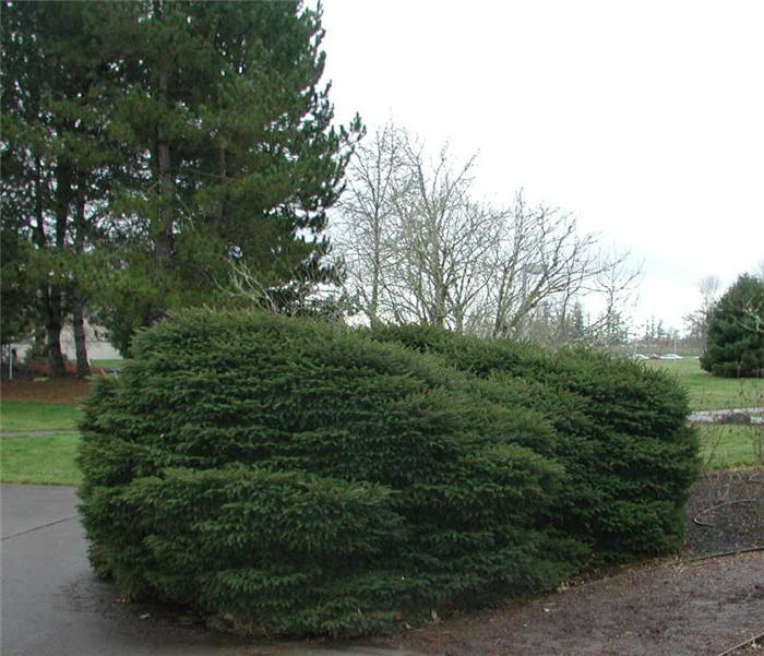 Plant photo of: Picea abies 'Nidiformis'