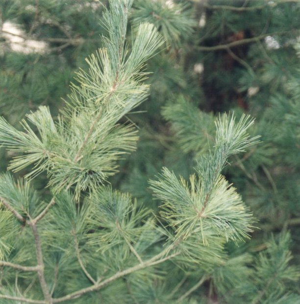 Plant photo of: Pinus strobus