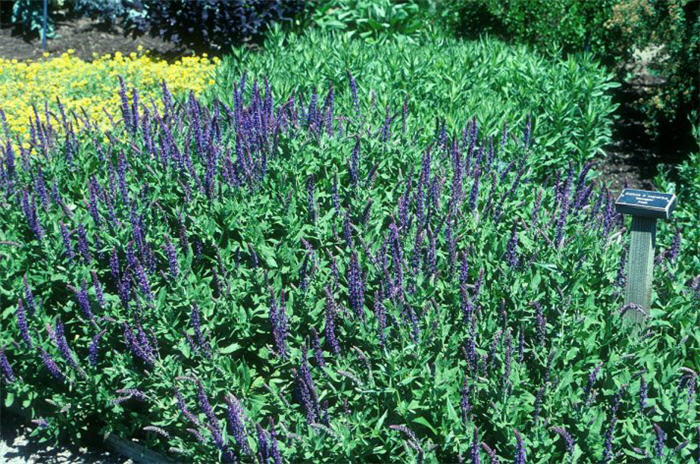 Plant photo of: Salvia superba 'Blue Queen'