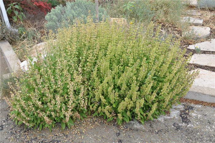 Plant photo of: Salvia nemorosa 'May Night'