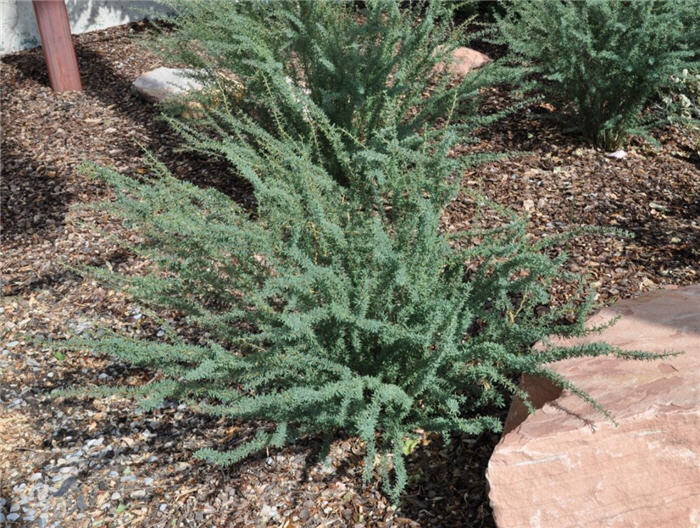 Plant photo of: Caragana pygmaea