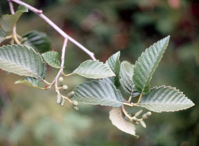 Plant photo of: Alnus tenuifolia