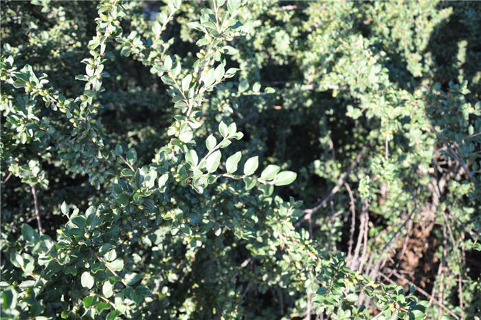 Plant photo of: Cotoneaster apiculatus