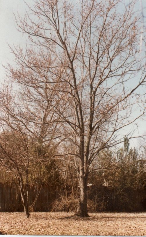 Plant photo of: Acer nigrum