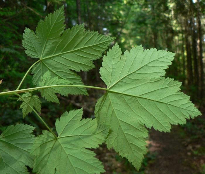 Plant photo of: Acer glabrum