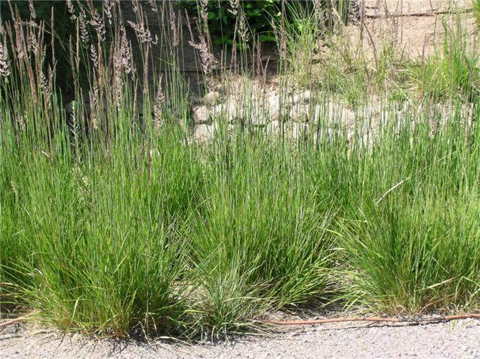 Plant photo of: Calamagrostis acutiflora