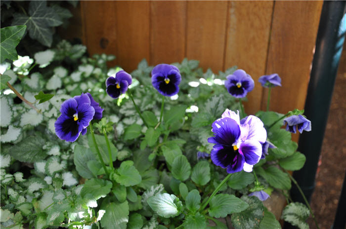 Plant photo of: Viola