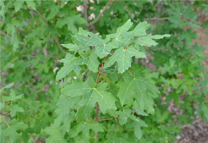 Plant photo of: Acer grandidentatum