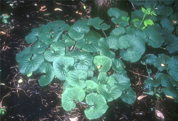 Plant photo of: Asarum canadense