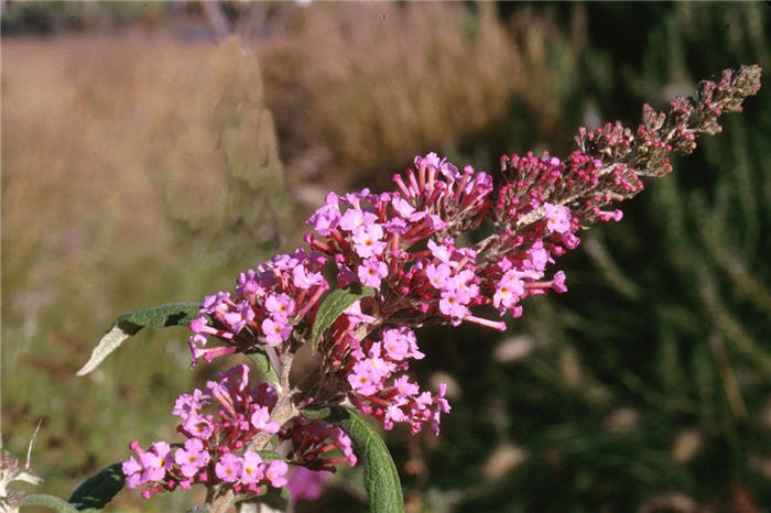 Plant photo of: Buddleja davidii 'Pink Delight'