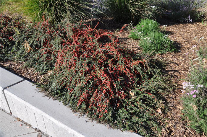 Plant photo of: Cotoneaster dammeri 'Lowfast'