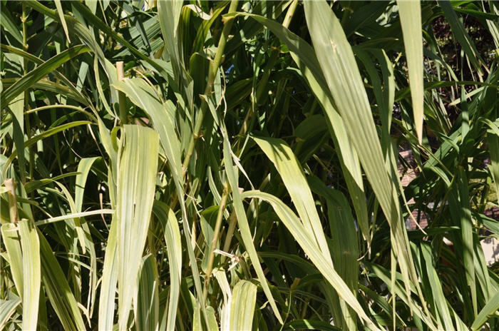 Plant photo of: Erianthus ravennae