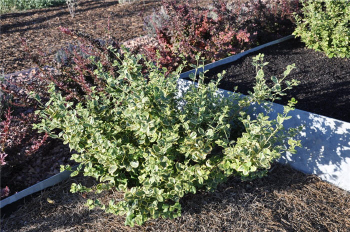 Plant photo of: Euonymus fortunei 'Canadale Gold'